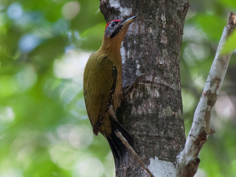Birds of South East Asia