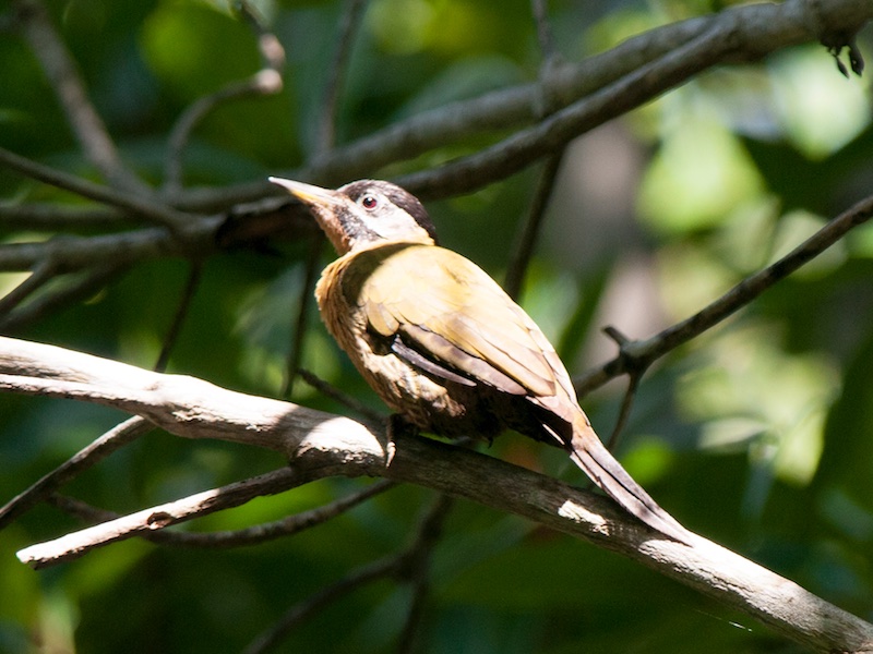 Birds of South East Asia
