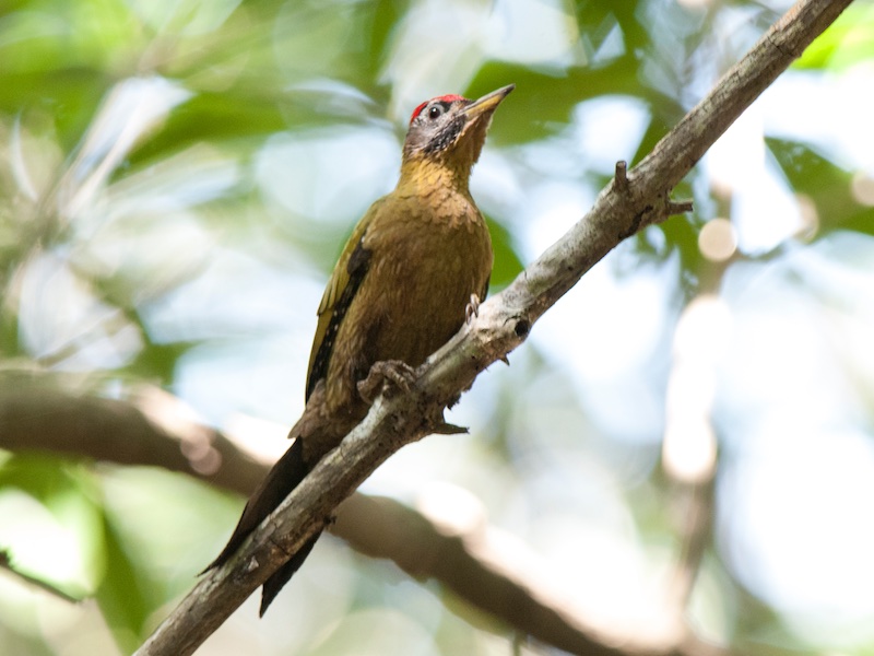 Birds of South East Asia