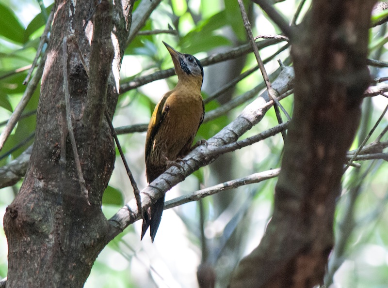 Birds of South East Asia