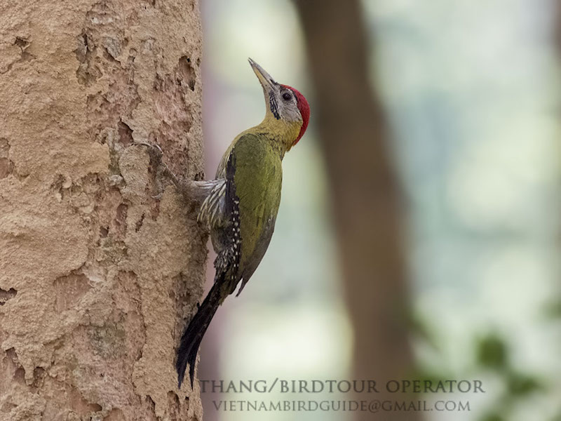 Birds of South East Asia