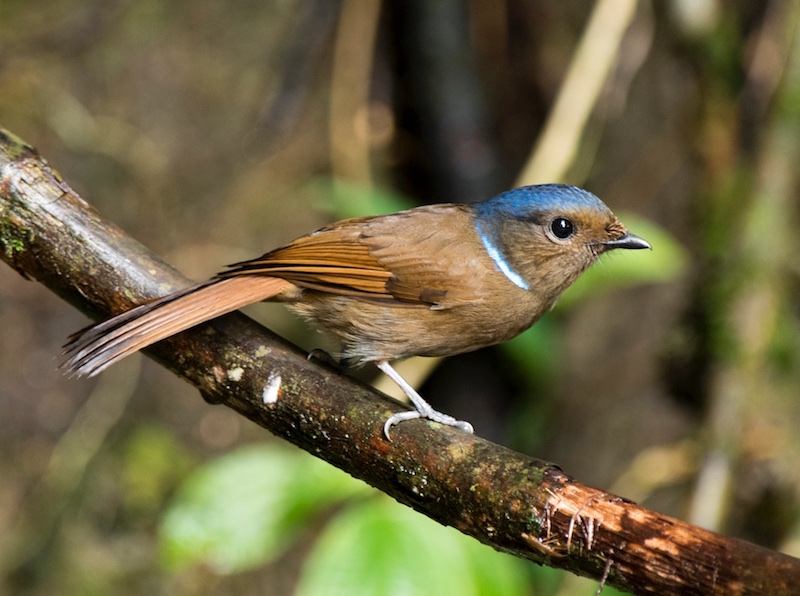 Birds of South East Asia
