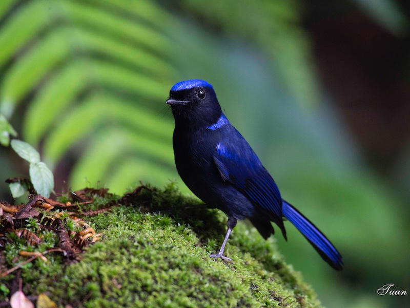 Birds of South East Asia