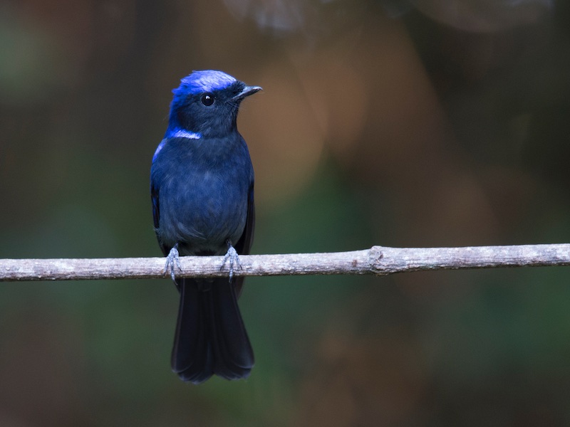 Birds of South East Asia