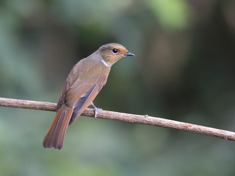Birds of South East Asia