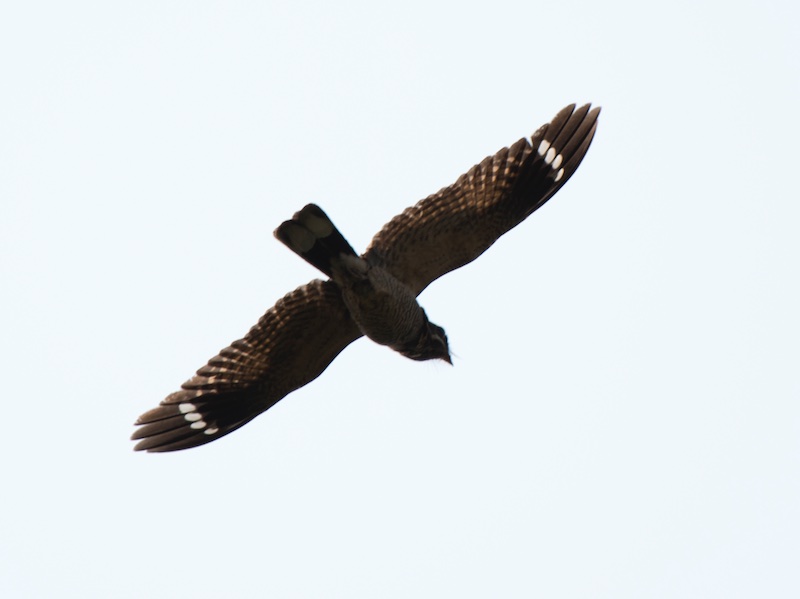 Birds of South East Asia