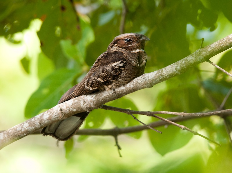 Birds of South East Asia