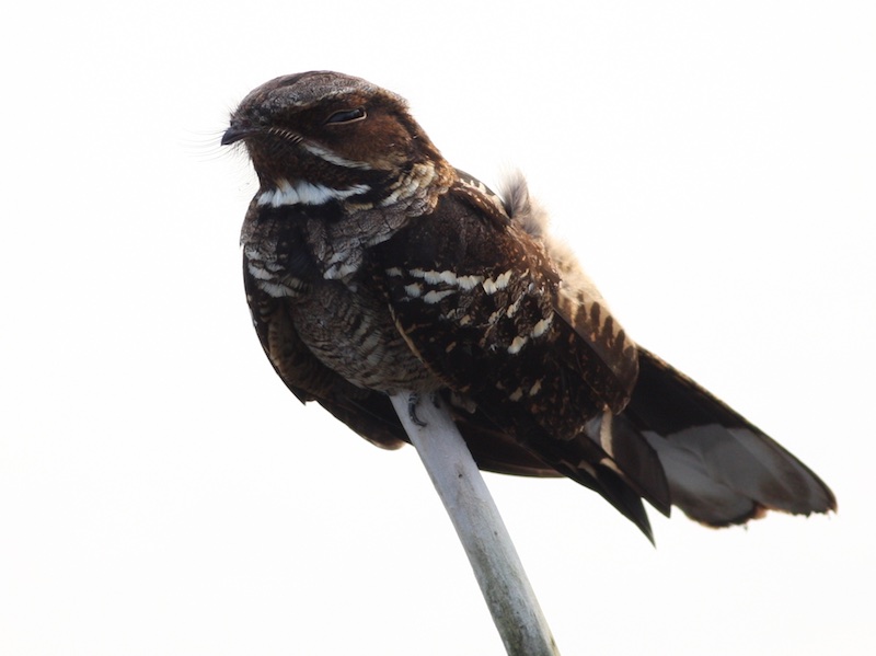 Birds of South East Asia