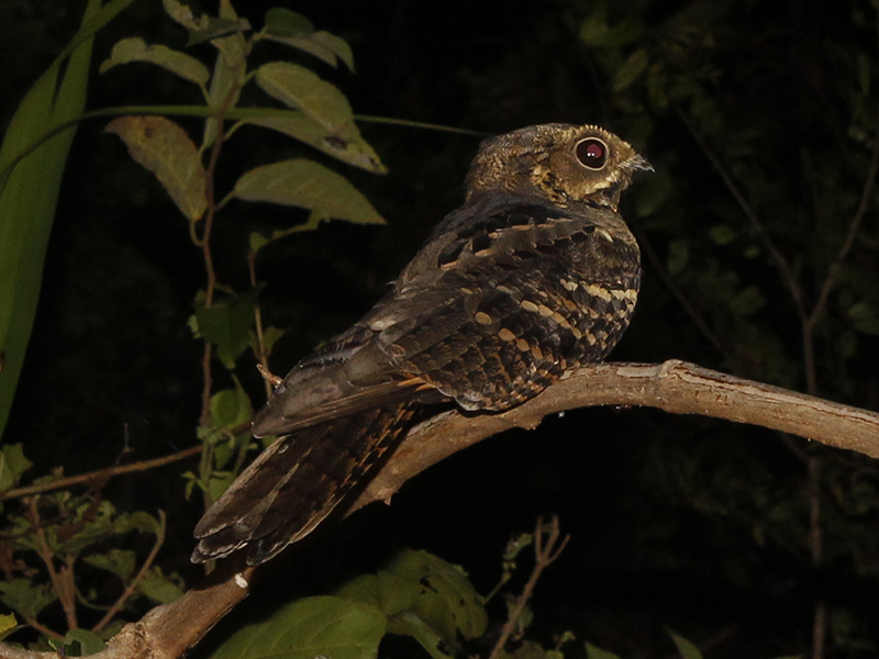 Birds of South East Asia