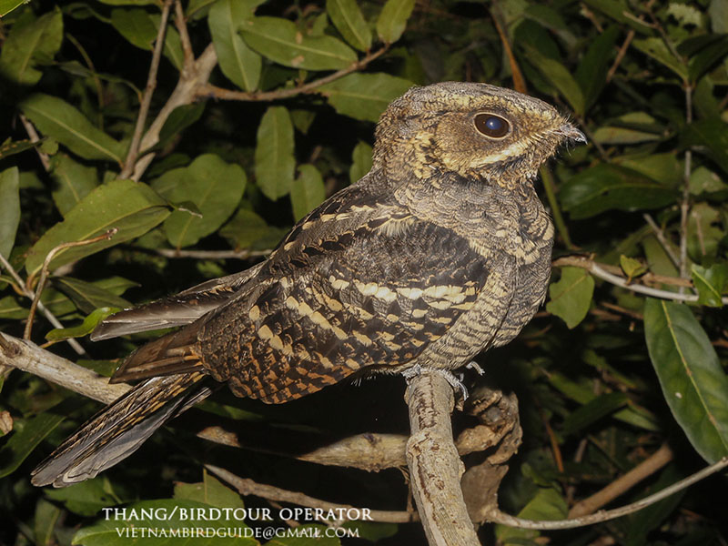 Birds of South East Asia