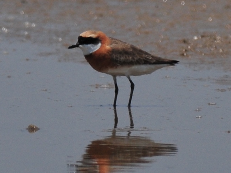 Birds of South East Asia