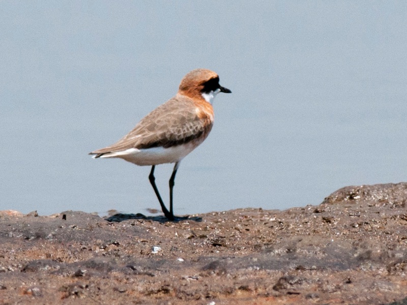 Birds of South East Asia