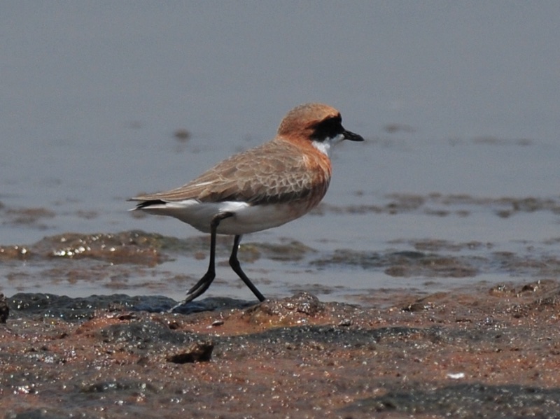 Birds of South East Asia