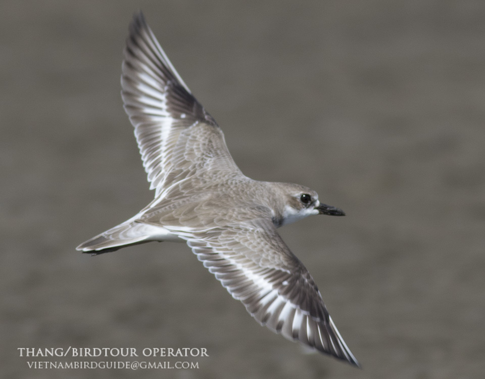 Birds of South East Asia