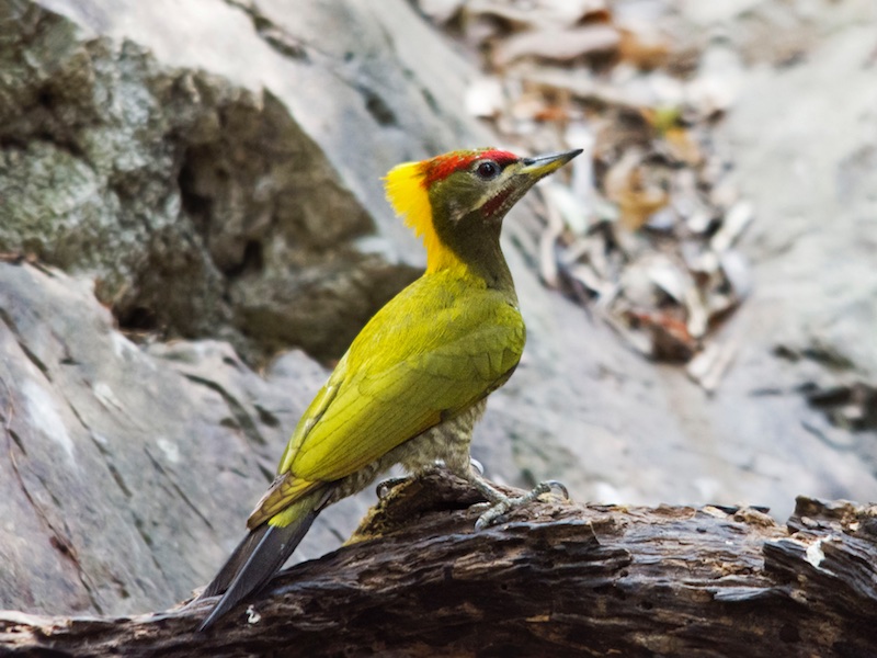 Birds of South East Asia