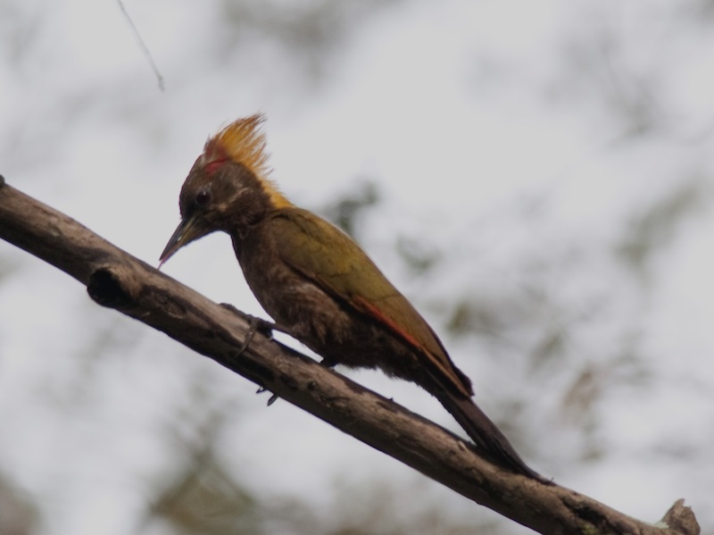 Birds of South East Asia