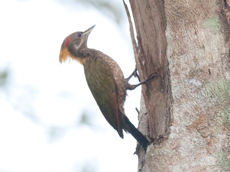 Birds of South East Asia