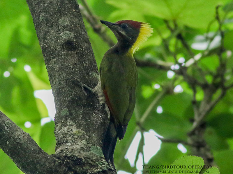 Birds of South East Asia