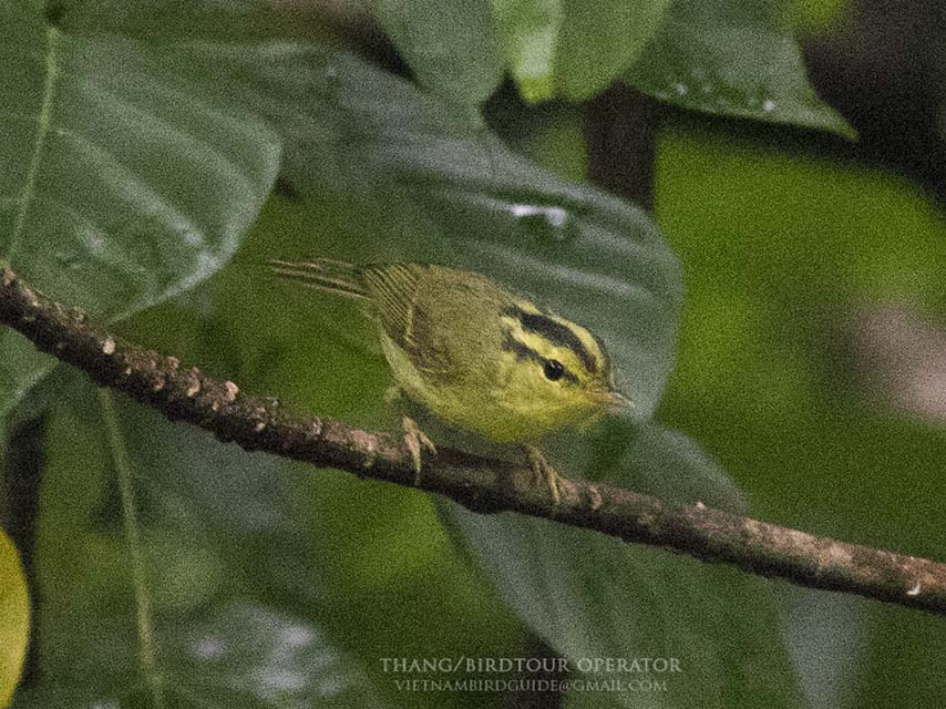 Birds of South East Asia