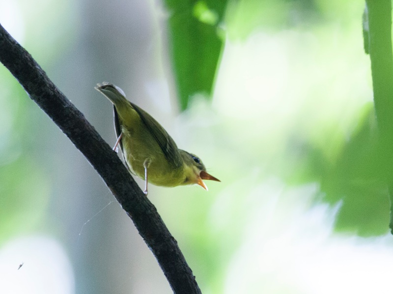 Birds of South East Asia