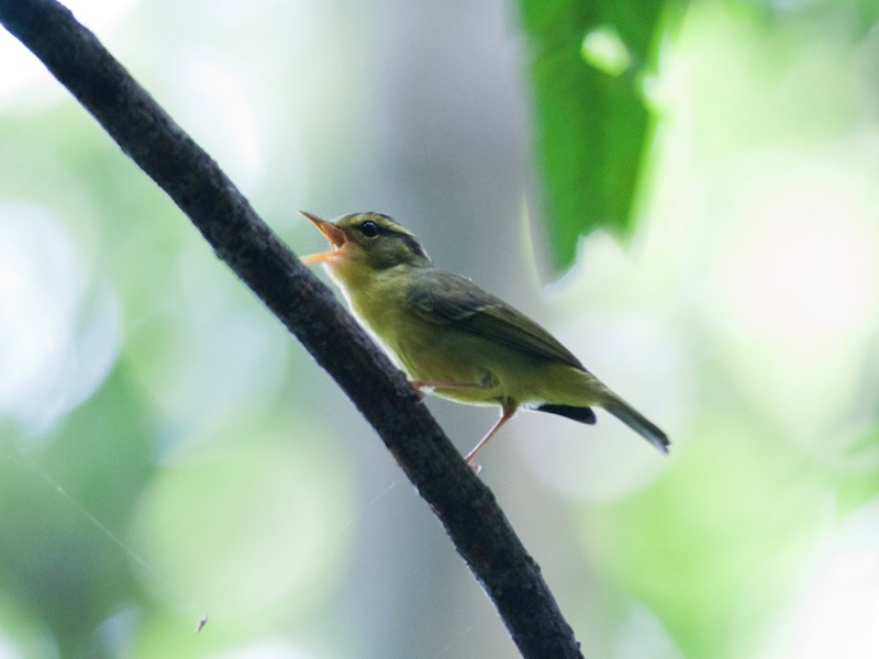Birds of South East Asia