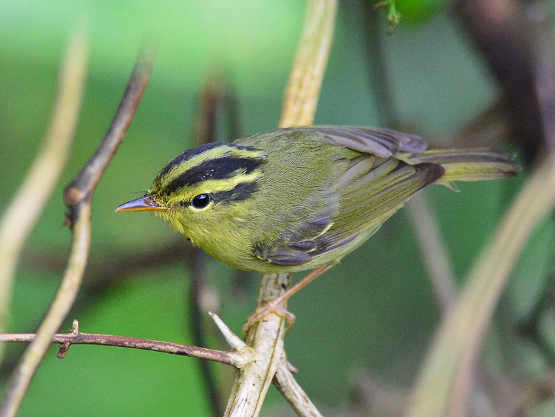 Birds of South East Asia