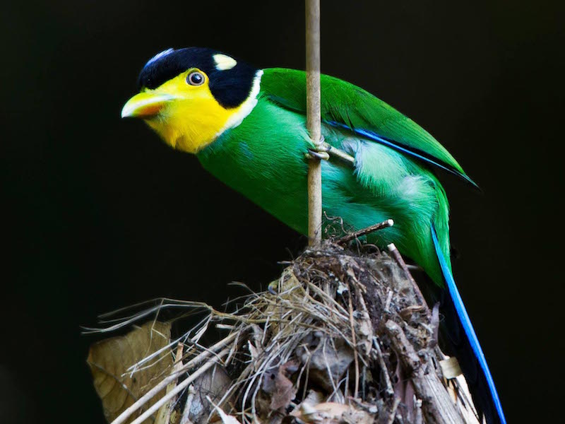 Birds of South East Asia