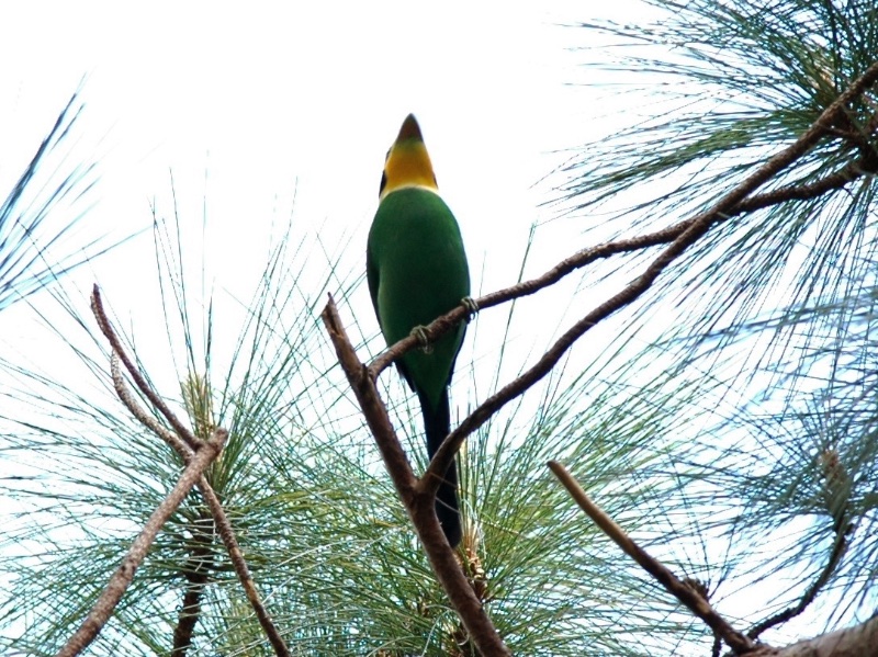 Birds of South East Asia