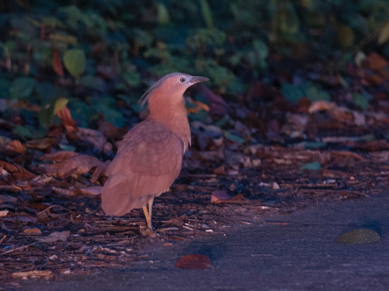 Birds of South East Asia