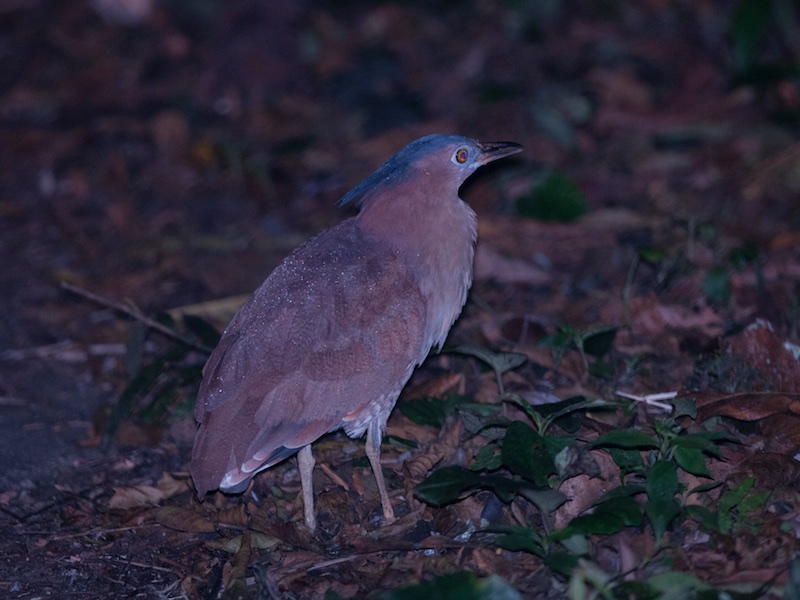 Birds of South East Asia