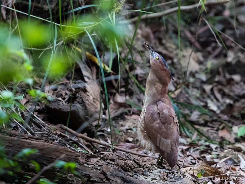 Birds of South East Asia