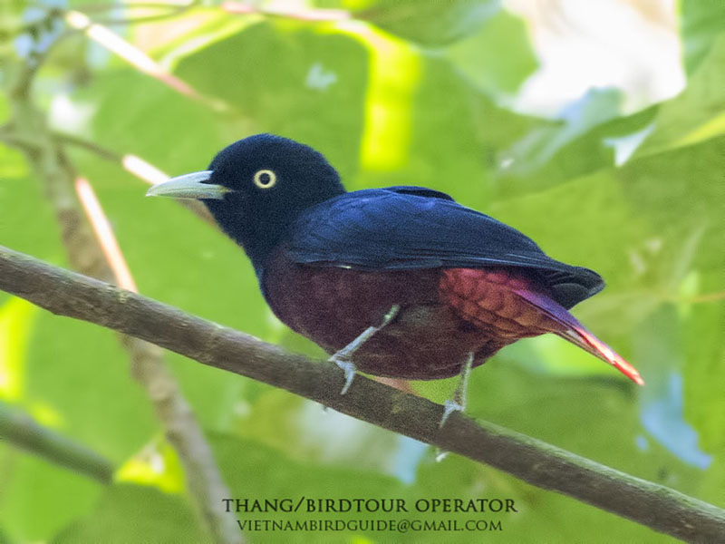 Birds of South East Asia