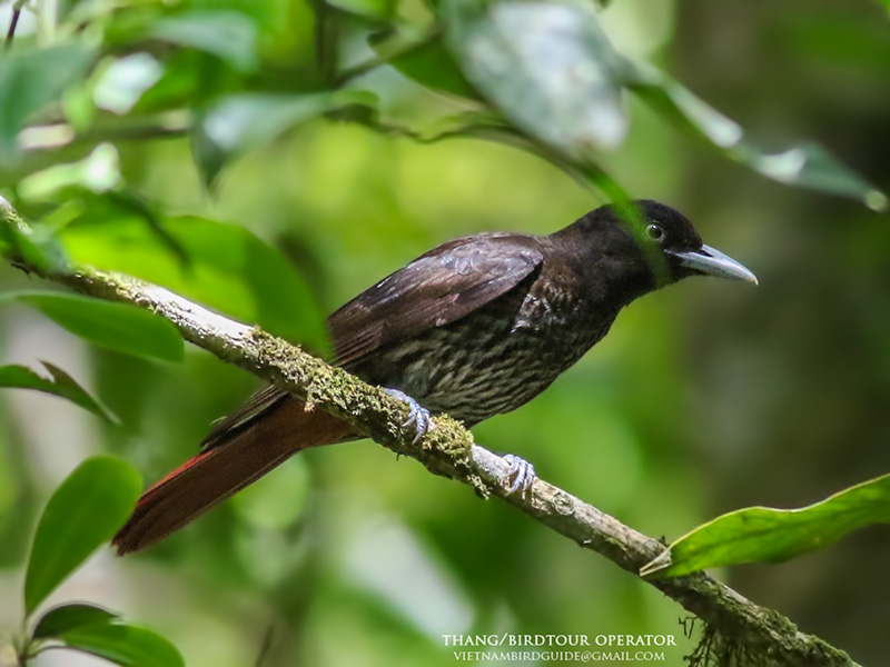 Birds of South East Asia
