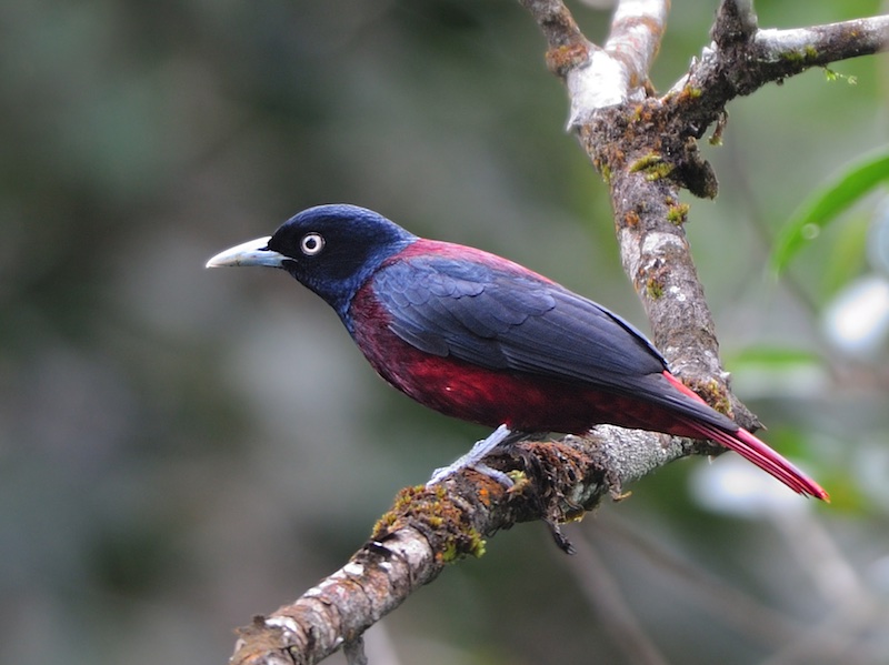 Birds of South East Asia