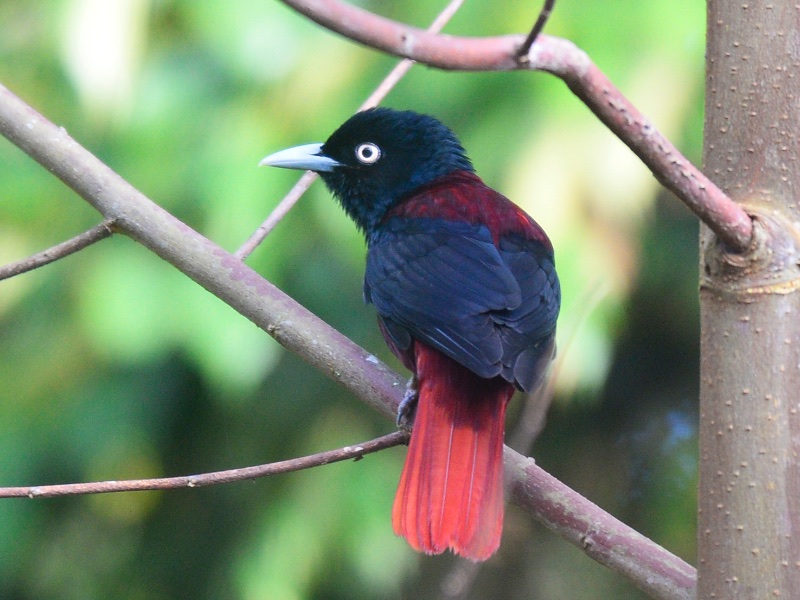 Birds of South East Asia