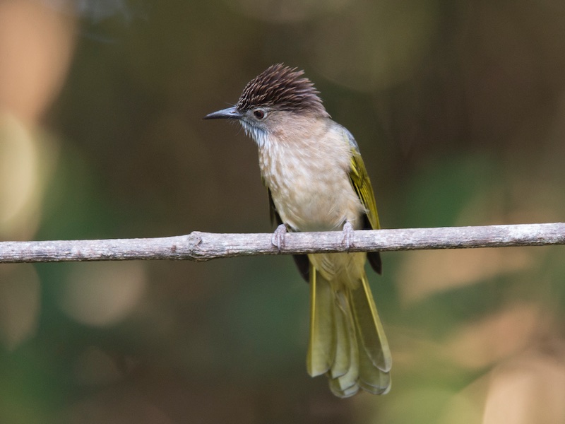 Birds of South East Asia