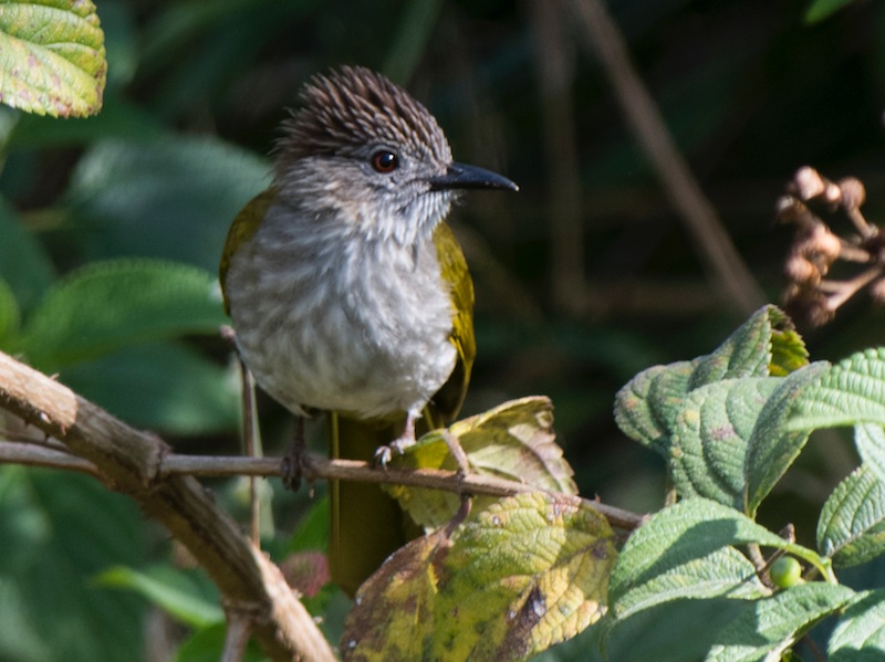 Birds of South East Asia