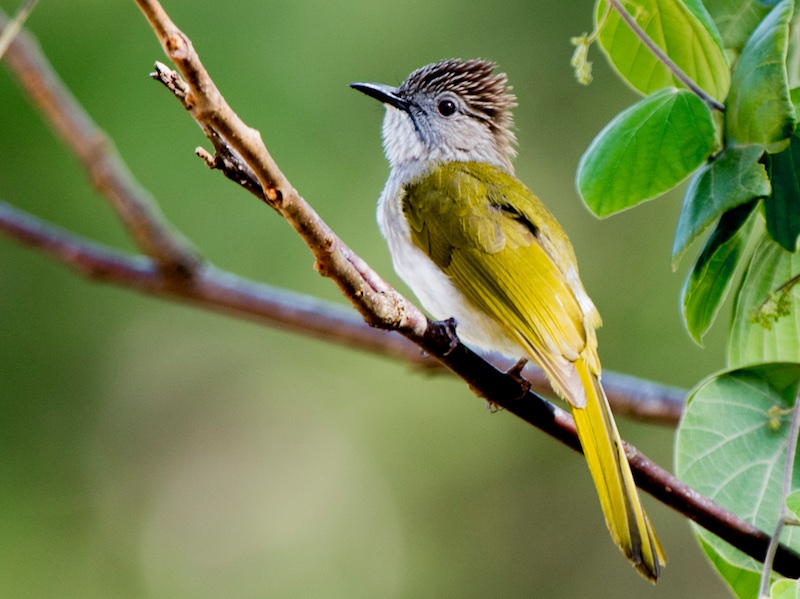 Birds of South East Asia