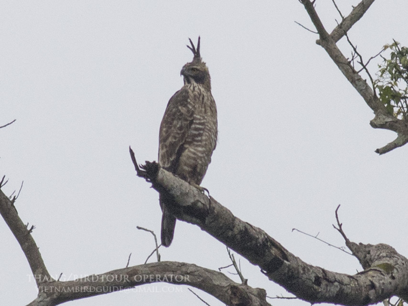 Birds of South East Asia