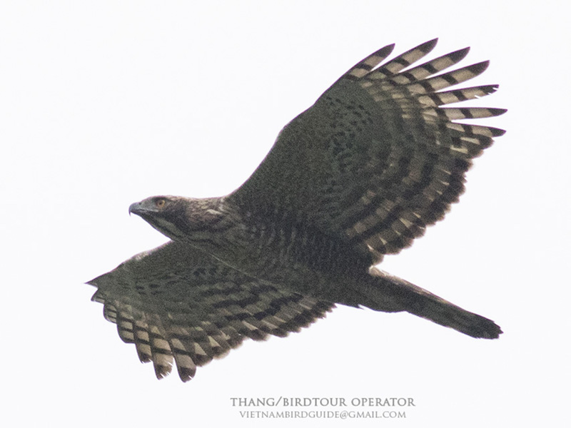 Birds of South East Asia