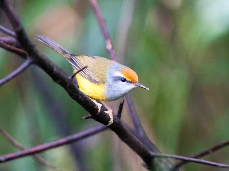 Birds of South East Asia