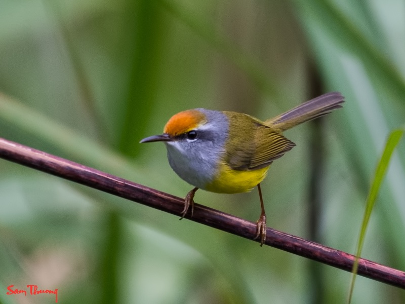 Birds of South East Asia