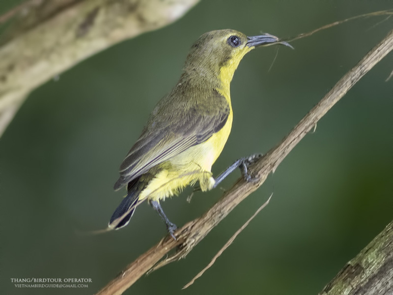 Birds of South East Asia