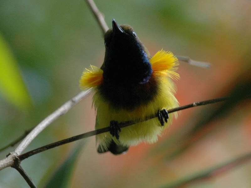 Birds of South East Asia