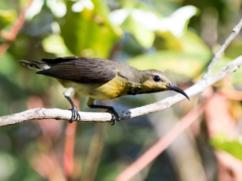 Birds of South East Asia