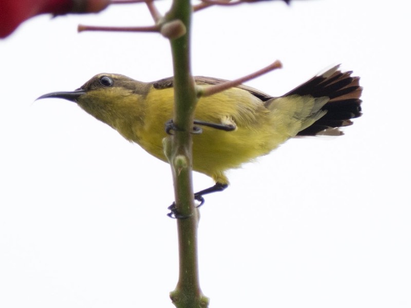 Birds of South East Asia