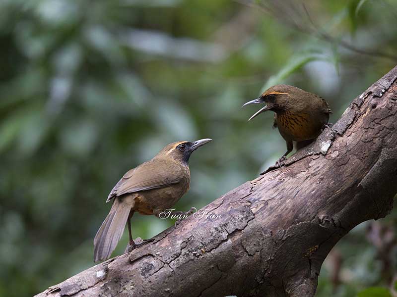 Birds of South East Asia
