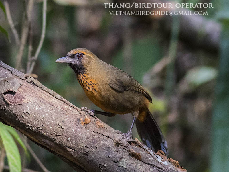 Birds of South East Asia
