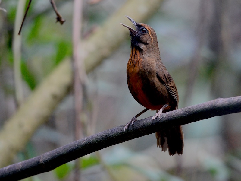 Birds of South East Asia