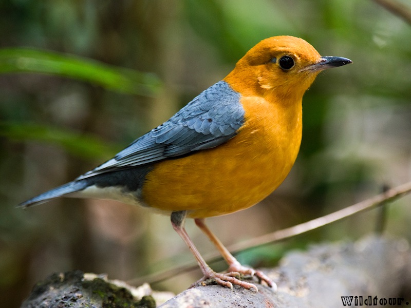 Birds of South East Asia